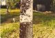 Darnall-William-S-18650125-TN-Carroll-TS-3